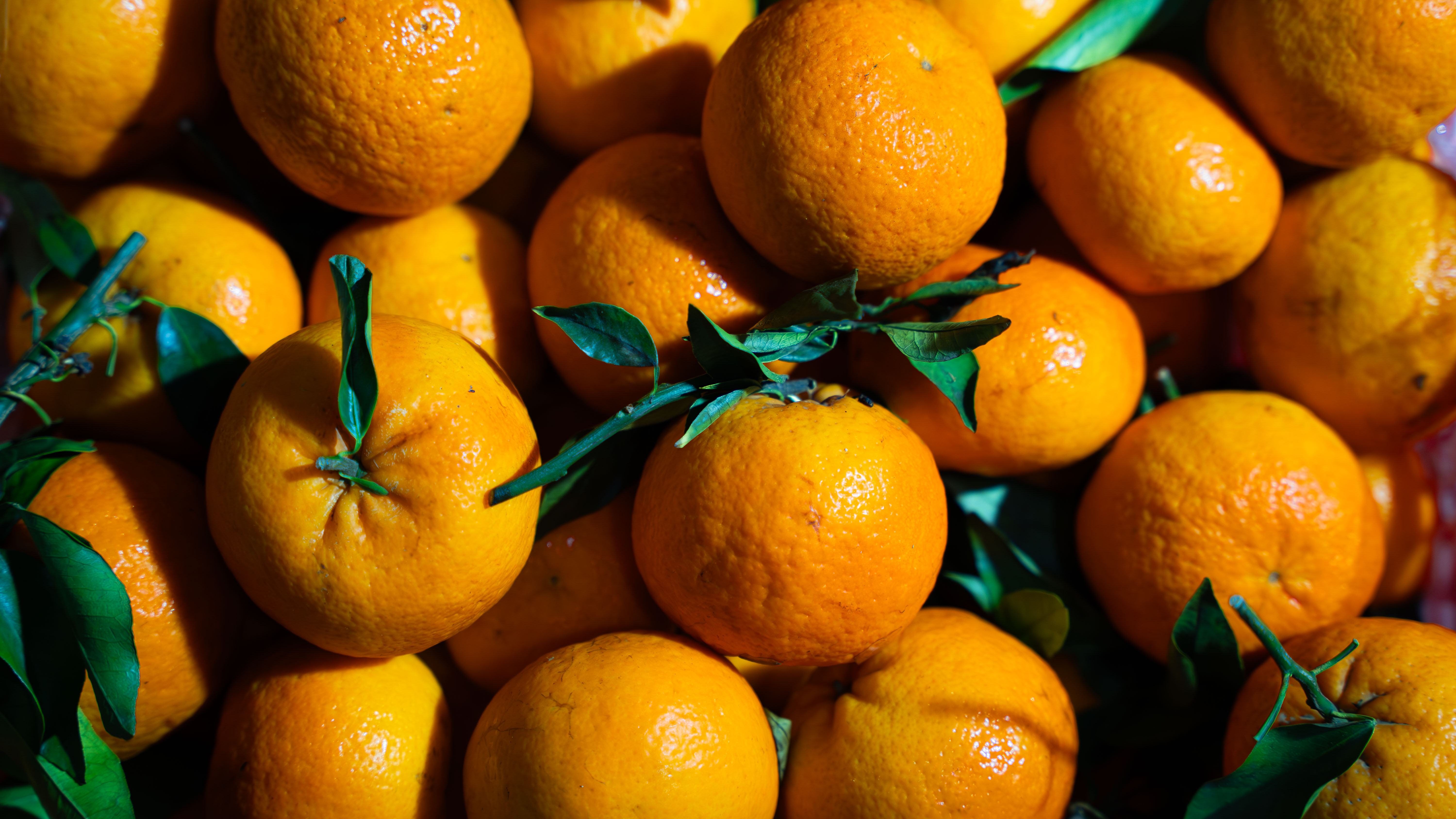 Jeruk Mandarin